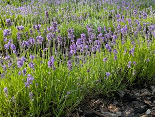 Background with Lavandula angustifolia Hidcote Blue. Image of sunlit blue lavenders. English...