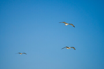 Seagulls gracefully flying over the sea behind the ship waiting for food.