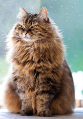Adorable siberian cat sitting in relax in a garden