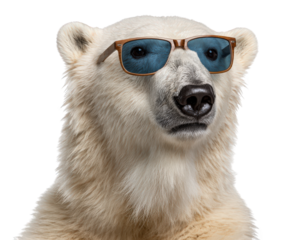 Cool funny polar bear character wearing stylish sunglasses. This animal portrait with humor has confident expression, isolated on transparency background for creative concept