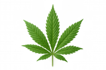 Cannabis sativa leaf with water drops on transparent background, symbolizing healing, medicine, and natural well-being