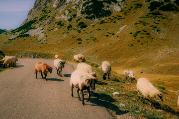 Group of sheep walking along a mountain road surrounded by rocky hills and green meadows on a sunny day