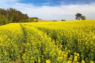 Rapeseed, canola or colza field in Latin Brassica Napus