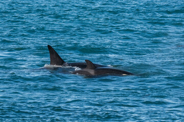 Fototapeta premium Killer Whale, Orca, hunting a sea lion pup, Peninsula Valdes, Patagonia Argentina