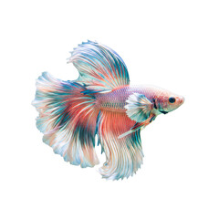 Fototapeta premium Vibrant Multicolored Siamese Fighting Fish Betta Isolated On Transparent White Background