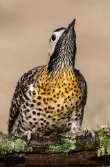 Pampas Flicker, La Pampa, Patagonia, Colaptes campestris, Argentina