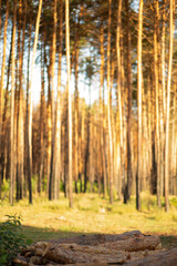 Deforested area with stacked logs and pine trees in background. Concept of forest exploitation and ecology.