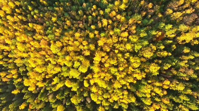 Autumn mountains forest travel nature view beautiful drone