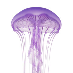 Beautiful Purple Jellyfish Underwater Ocean Life.