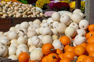 White and orange pumpkins on display at outdoor farm market in autumn season