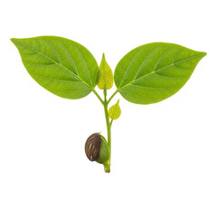 Emerging Seedling with Green Leaves and Sprout.