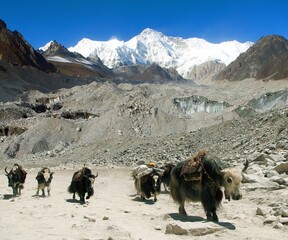 View of mount Cho Oyu peak with group of yaks