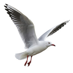 Seagull in Flight: A Majestic Bird Soaring Through the Air.