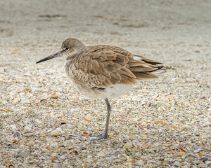 Closeup of a Willet Wading in Florida Habitat