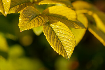 Colorful autumn leaves in the park