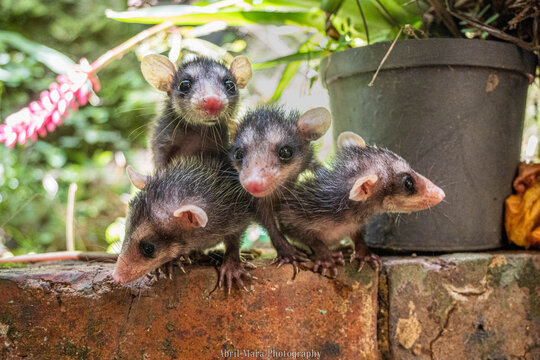 Baby opossums