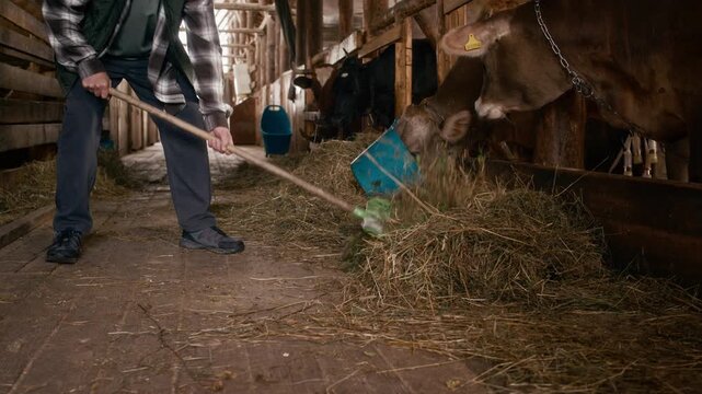 Tilt up shot of hard-working mature Caucasian man piling haystack for brown cows with cattle tags standing in paddock using shovel, working in cowshed alone