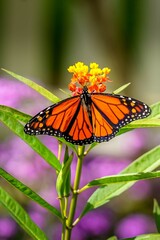 A stunning closeup captures a monarch butterfly resting gracefully on a vibrant pink and yellow flower surrounded by lush green leaves.