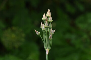 closeup of a blooming ornamental onion in the city garden