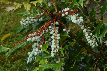 close up of the fruits of the mahogany plant in the city garden in autumn