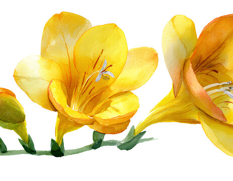 yellow tulip isolated on white - Powered by Adobe