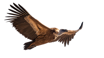 Majestic griffon vulture soars against a stark black background