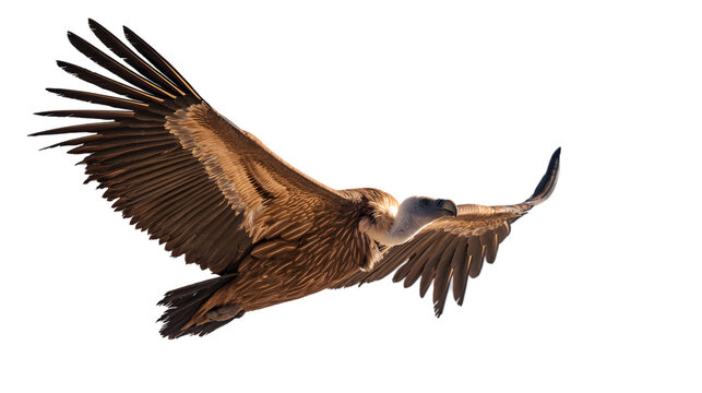Majestic griffon vulture soars against a stark black background - Powered by Adobe