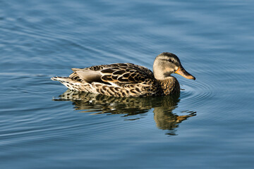 Mallard Female Duck