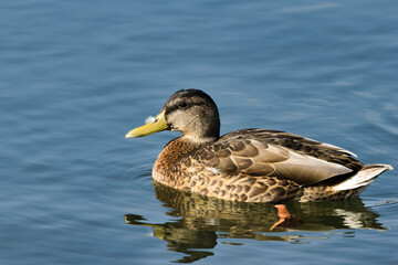 Mallard Female Duck