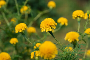 Bright Yellow Marigold Flowers in Bloom, Nature's Vibrant Beauty Showcasing Colorful Garden Flora and Captivating Floral Landscaping in Spring Season