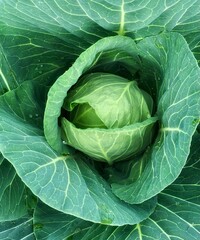 Green leaf background in close-up, natural foliage texture for eco design. Fresh young cabbage close-up, natural green vegetable texture, healthy organic food background.