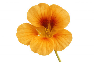 Nasturtium flower blooming, displaying orange petals and vibrant color. Edible plant isolated with transparent background