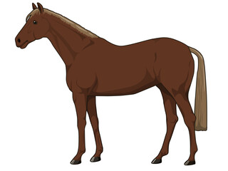 栃栗毛の馬（サラブレット）