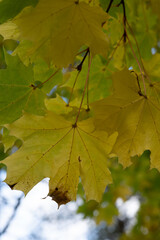 Close-up of yellow maple leaves in autumn, captured in soft natural light showing the transition of foliage colors.