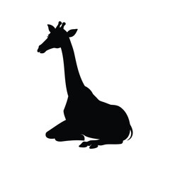 Black Silhouette of a Giraffe Resting, Against a Plain White Background, giraffe sitting silhouette vector illustration © hamiduls11arts