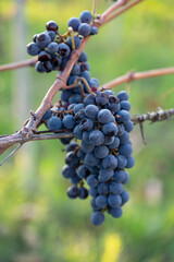 Grapes are the fruit of the grapevine (Vitis vinifera). A bunch of grapes is an infructescence, that is, a grouping of fruits, which together is called a bunch.