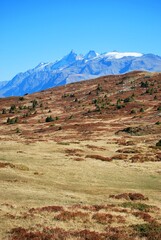 Golden alpine plateau under bright blue sky