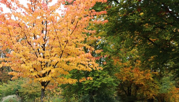 Indian Summer