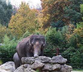 Elefant