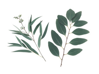 Fototapeta premium branches of eucalyptus and leaves isolated on white background png, ai generated.