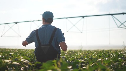 A male farmer in overalls walks through crops under the sprinkler. The farmer observes the sprinkler irrigation system as crops sway in the wind under bright sunlight.