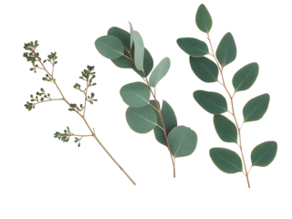 branches of eucalyptus and leaves isolated on white background png, ai generated.