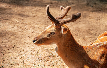 A deer with soft velvet antlers lying on dry ground in warm sunlight