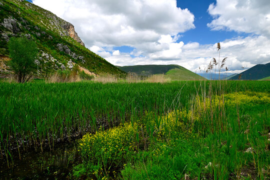 weitl&auml;ufige Schilfzone am Kleinen Prespa-See in Albanien  // Reed zone at Small Prespa Lake in Albania 