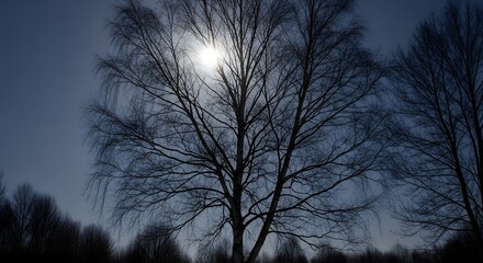 Obraz premium Silhouette of a bare tree against the sun in a dark sky
