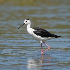 A black-winged stilt bird Himantopus himantopus standing gracefully in shallow water in Anapa, Russia.