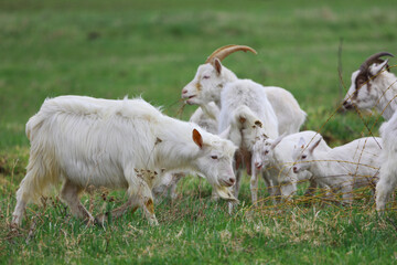 A herd of goats grazes on a green meadow on a farm.