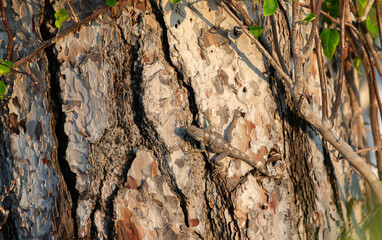 Lizard camouflaged against the bark of a tree in a natural setting during sunset