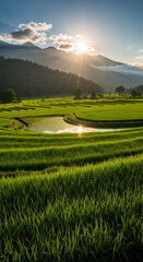 Sunrise over Lush Green Rice Paddies with Mountains and Sunbeams
