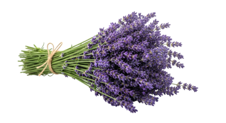 Bundle of Fresh Lavender Flowers Tied with Twine Isolated